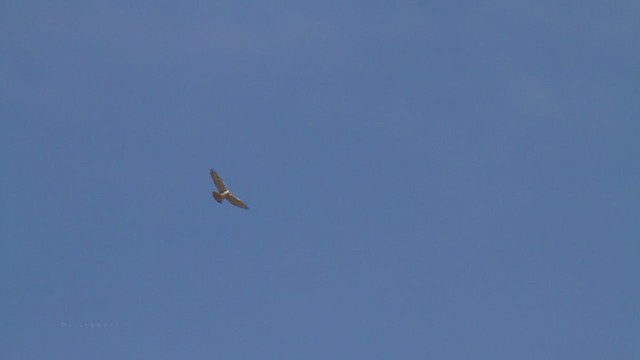 Ferruginous Hawk - ML215100831