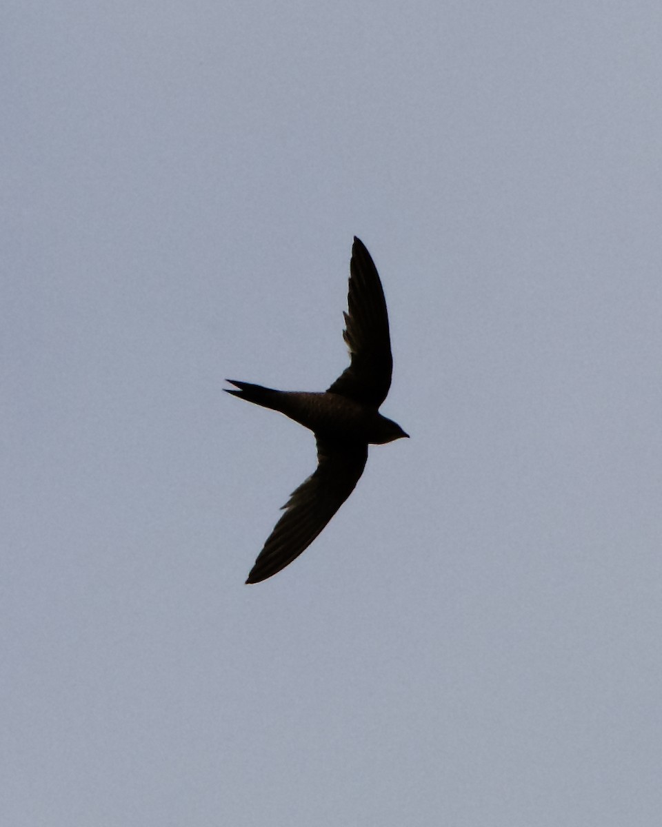 Mottled Swift - ML215101481
