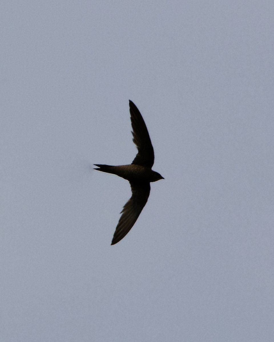 Mottled Swift - ML215101491