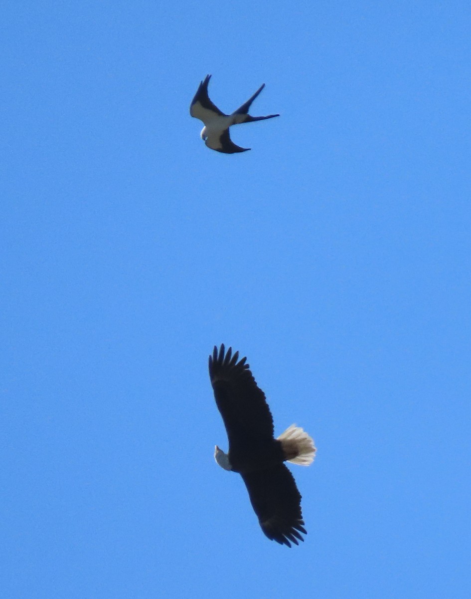 Swallow-tailed Kite - ML215102581