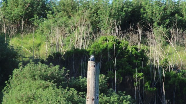 Belted Kingfisher - ML215102961