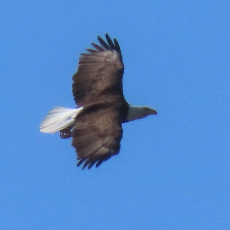 Bald Eagle - ML215103061