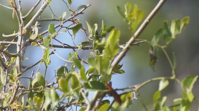 Bachman's Sparrow - ML215103491