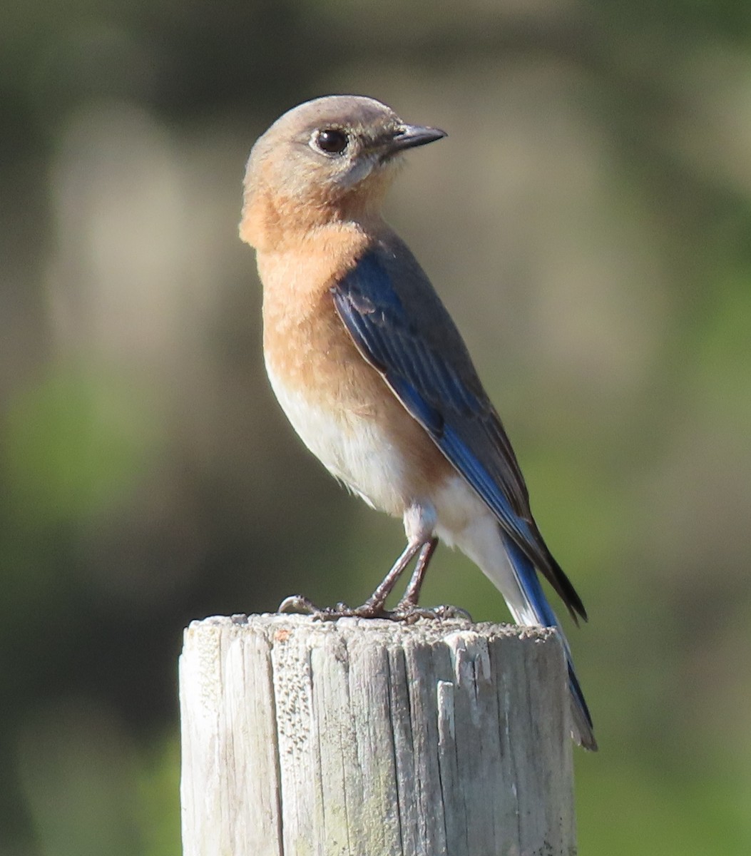 Eastern Bluebird - Dave Bowman