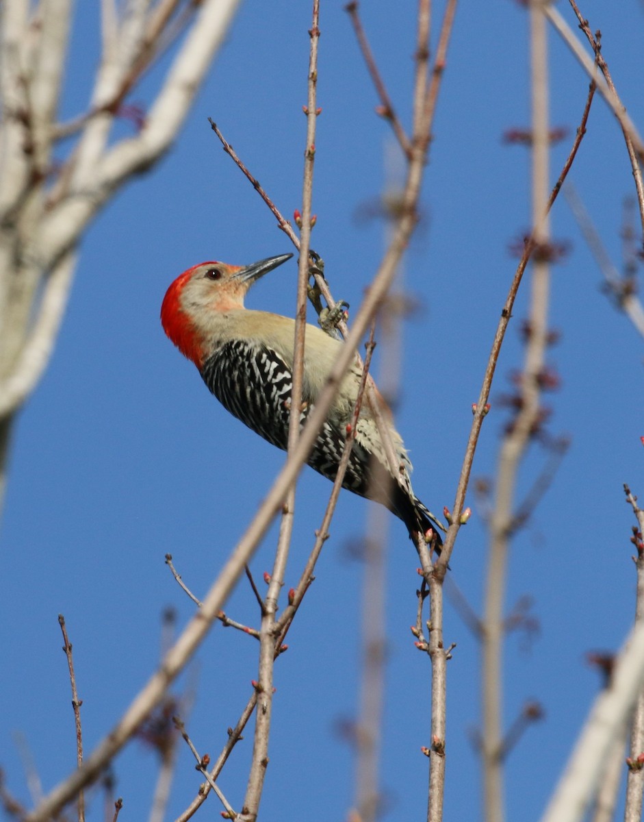 Red-bellied Woodpecker - ML215103871