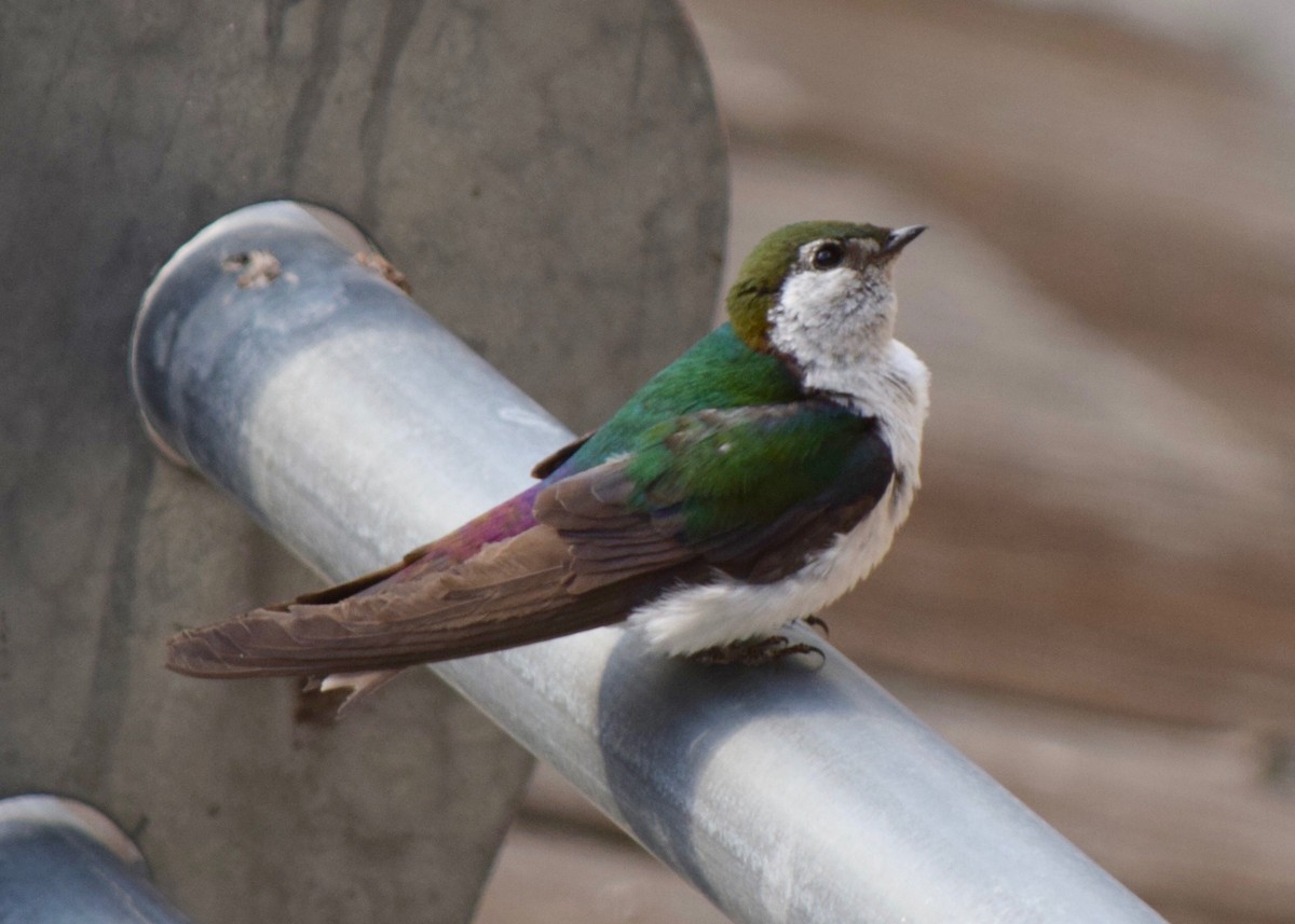 Violet-green Swallow - ML215104271