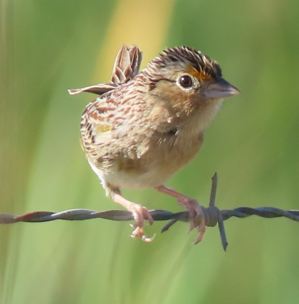 Grasshopper Sparrow - ML215104401