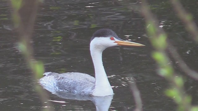 Clark's Grebe - ML215104781