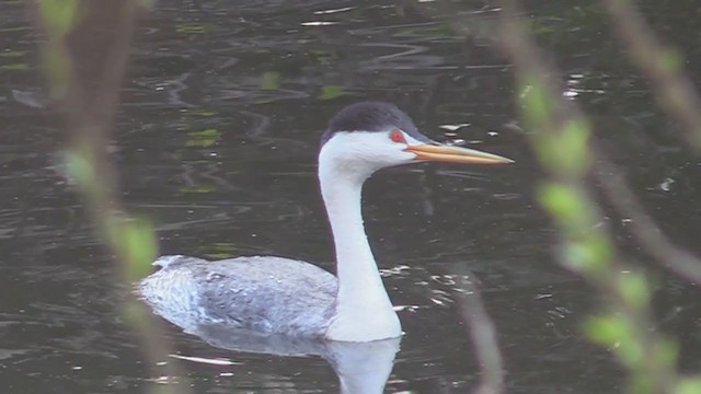 Clark's Grebe - ML215104781