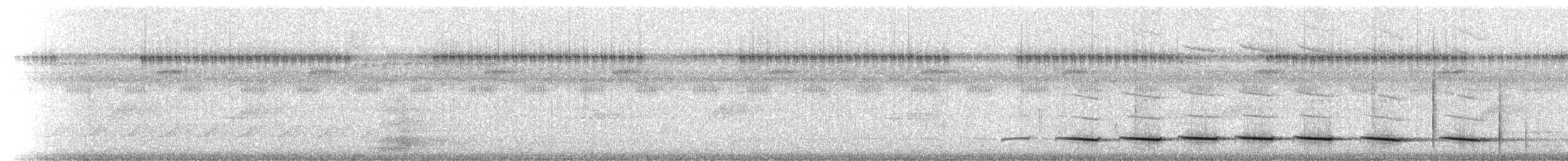 Streak-chested Antpitta (Pacific Slope) - ML215106