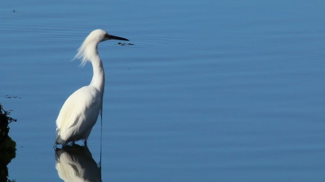 Snowy Egret - ML215106601