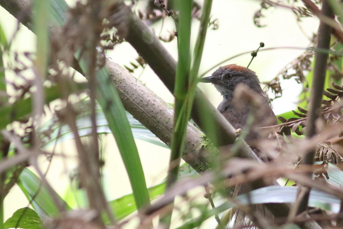 Dark-breasted Spinetail - ML215106961