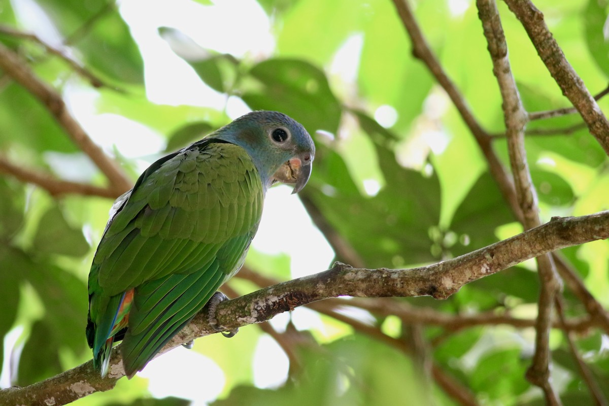 Pione à tête bleue (menstruus/rubrigularis) - ML215107101