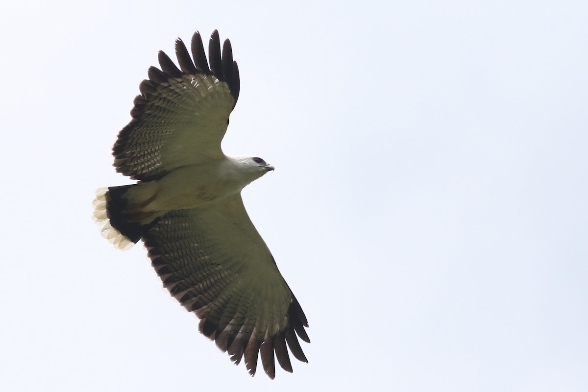 White Hawk (Black-tailed) - ML215107201