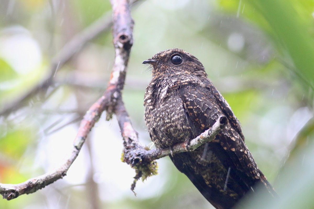 Blackish Nightjar - ML215108671