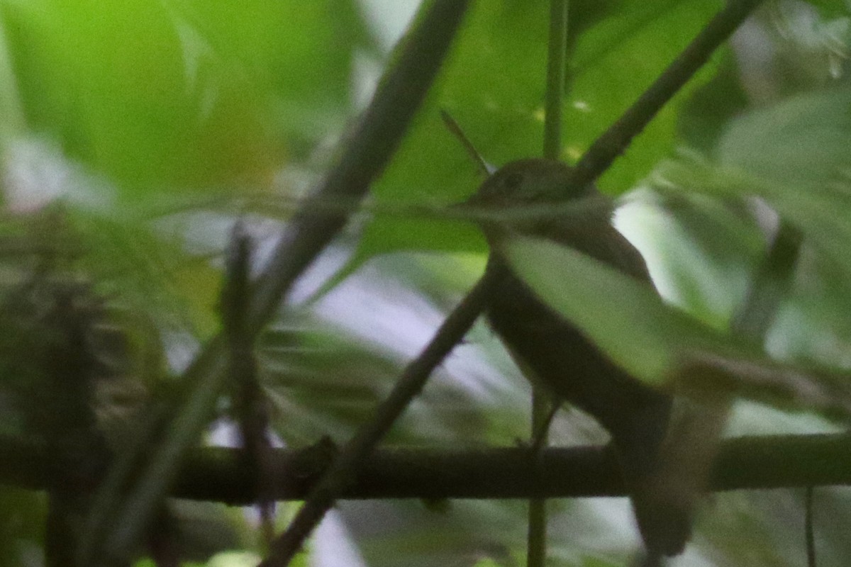 Orange-crested Flycatcher - ML215108721