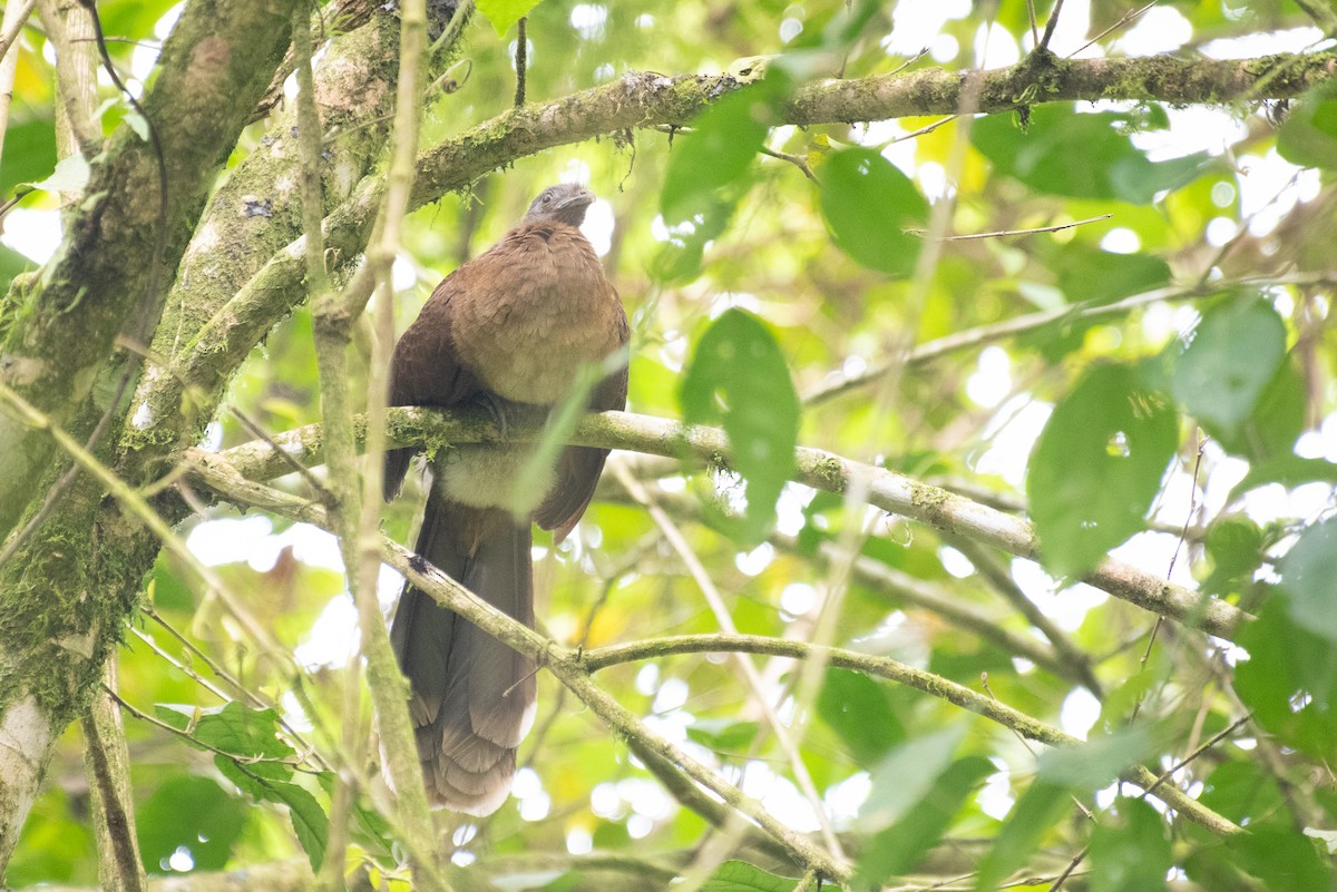 Gray-headed Chachalaca - Adam Jackson