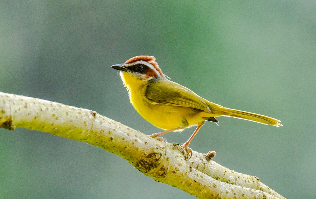Rufous-capped Warbler - ML215109231