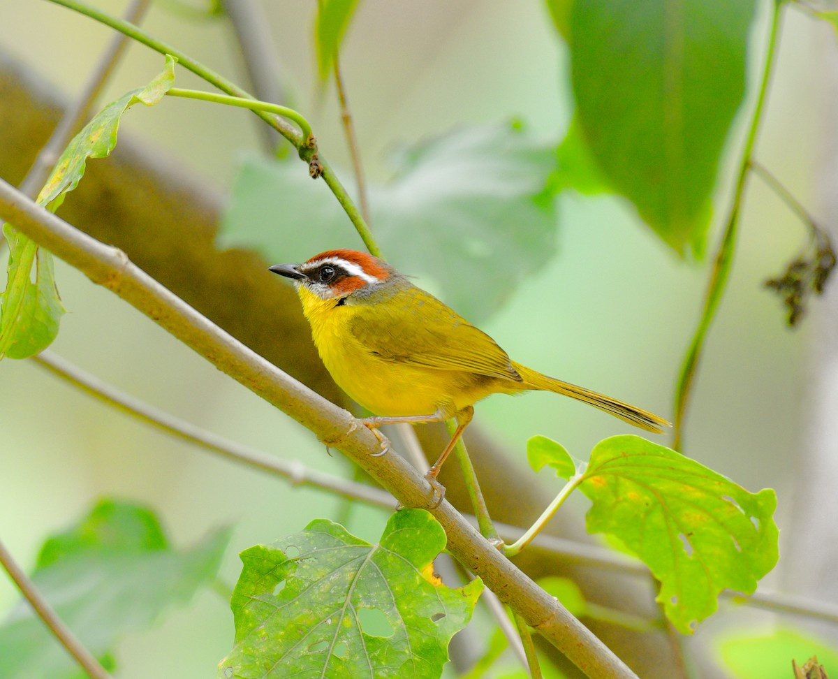 Rufous-capped Warbler - ML215109251