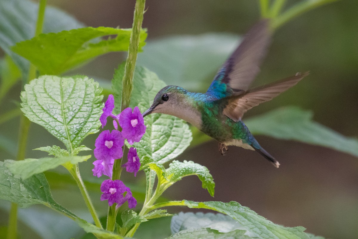 kolibřík vidloocasý - ML215109301