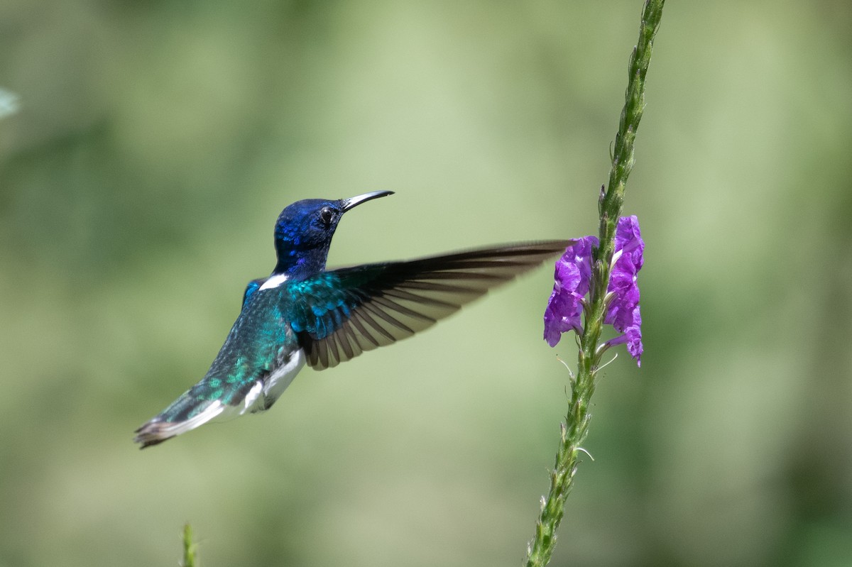 White-necked Jacobin - ML215109331