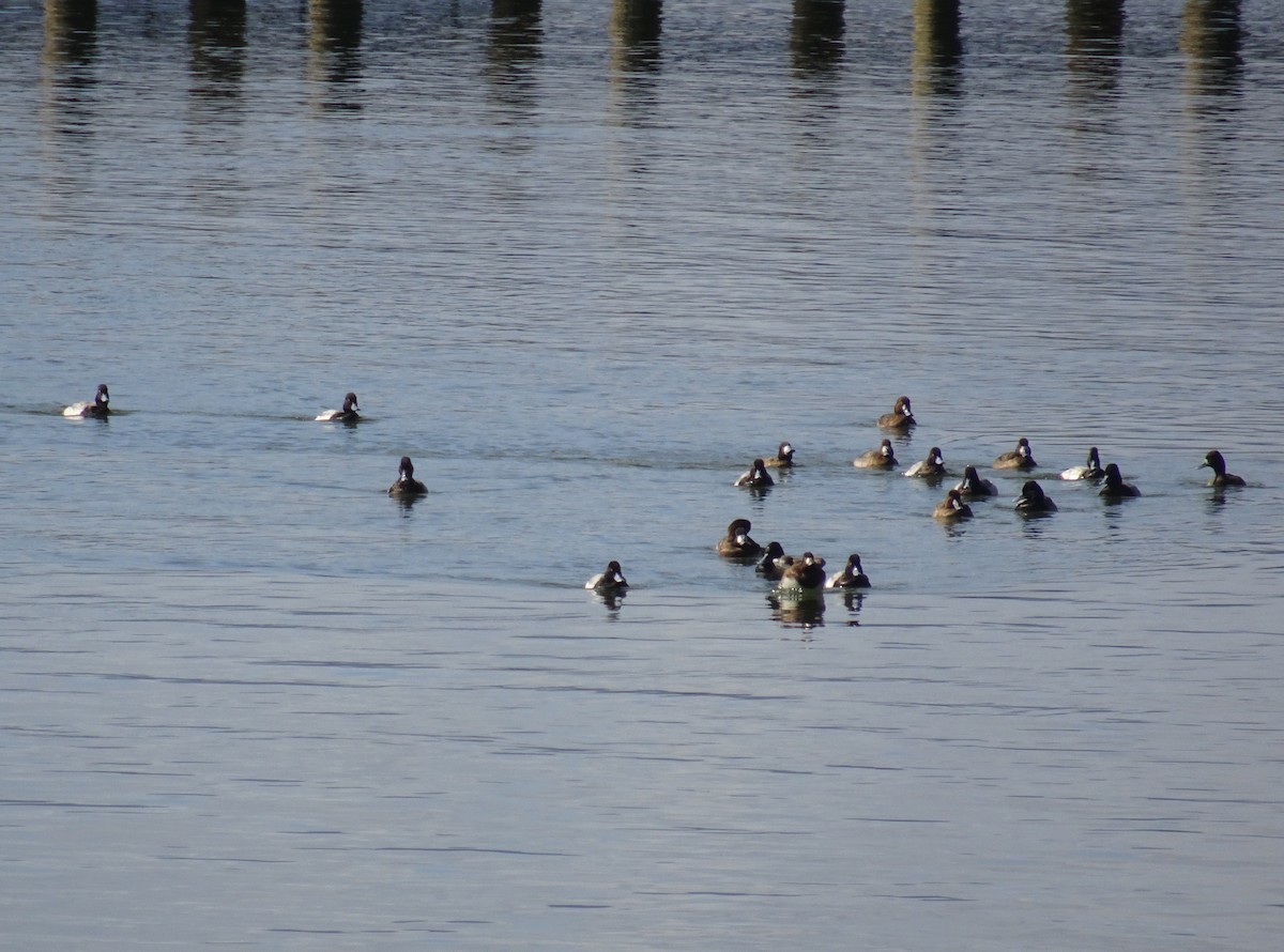 Lesser Scaup - M. Rogers