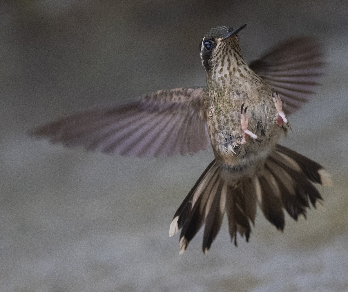 Speckled Hummingbird - Norman Soskel