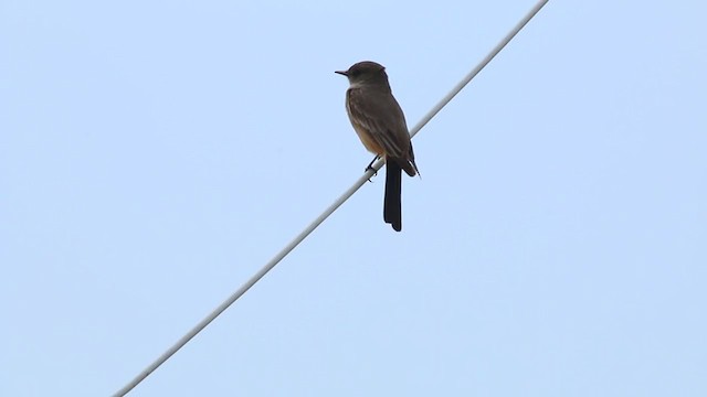 Say's Phoebe - ML215111551