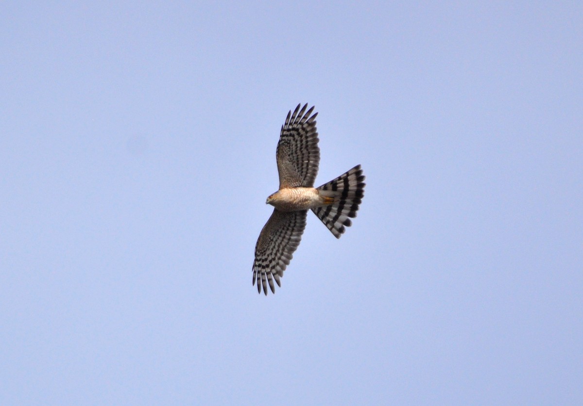 Sharp-shinned Hawk - ML215111621