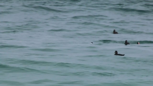 Surf Scoter - ML215112861