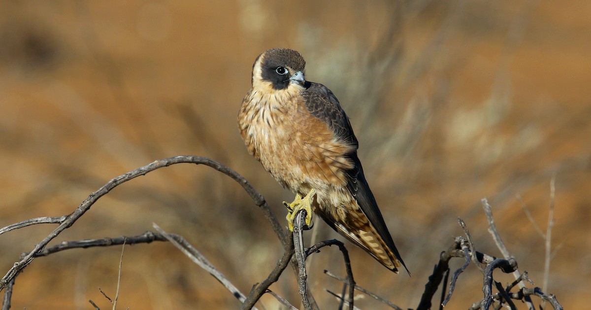 Australian Hobby - ML215113901
