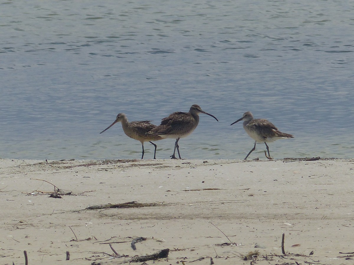 Hudsonian/Eurasian Whimbrel - ML21511391