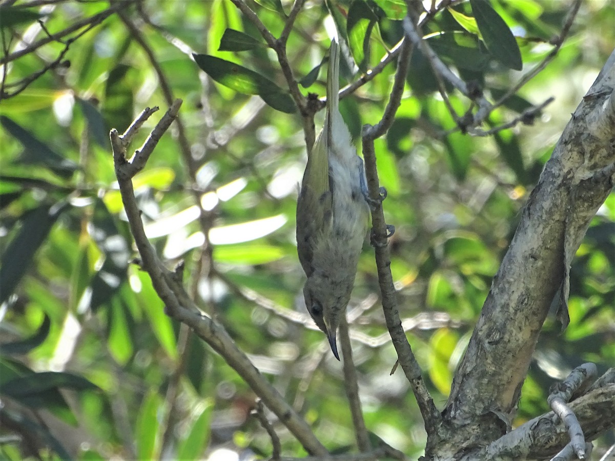 Brown Honeyeater - ML215114281