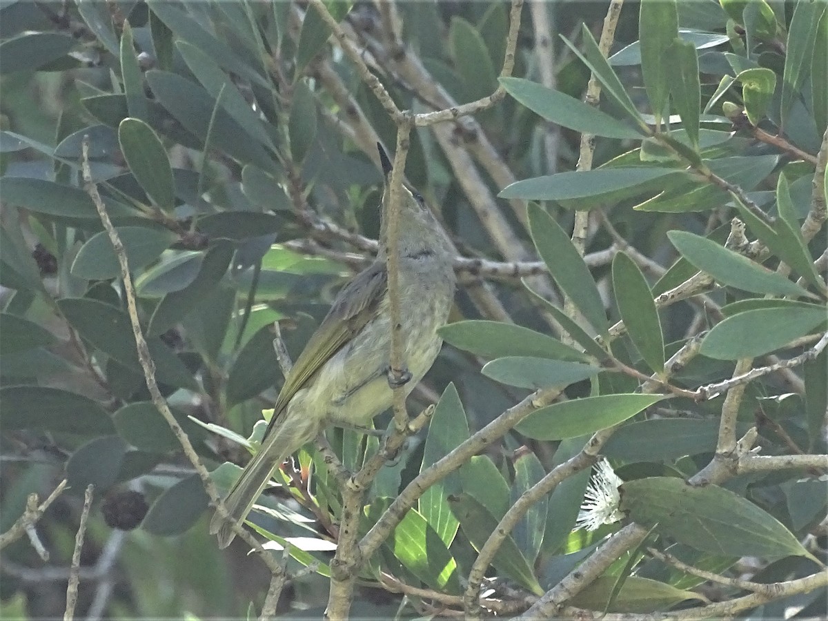 Brown Honeyeater - ML215114511