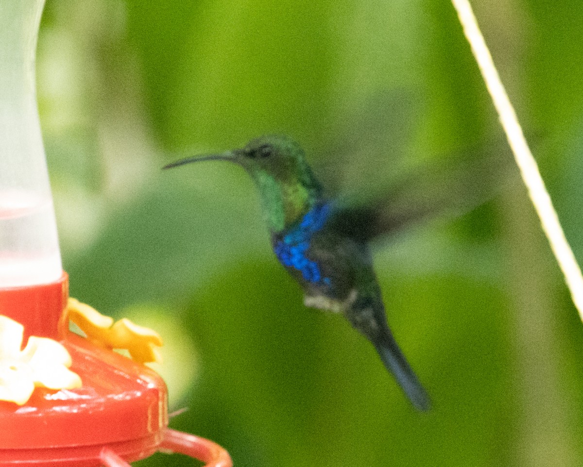 Fork-tailed Woodnymph - Joe Aliperti