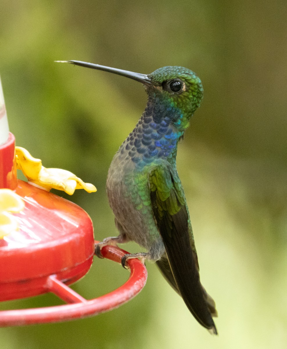 Colibri à queue blanche - ML215114741