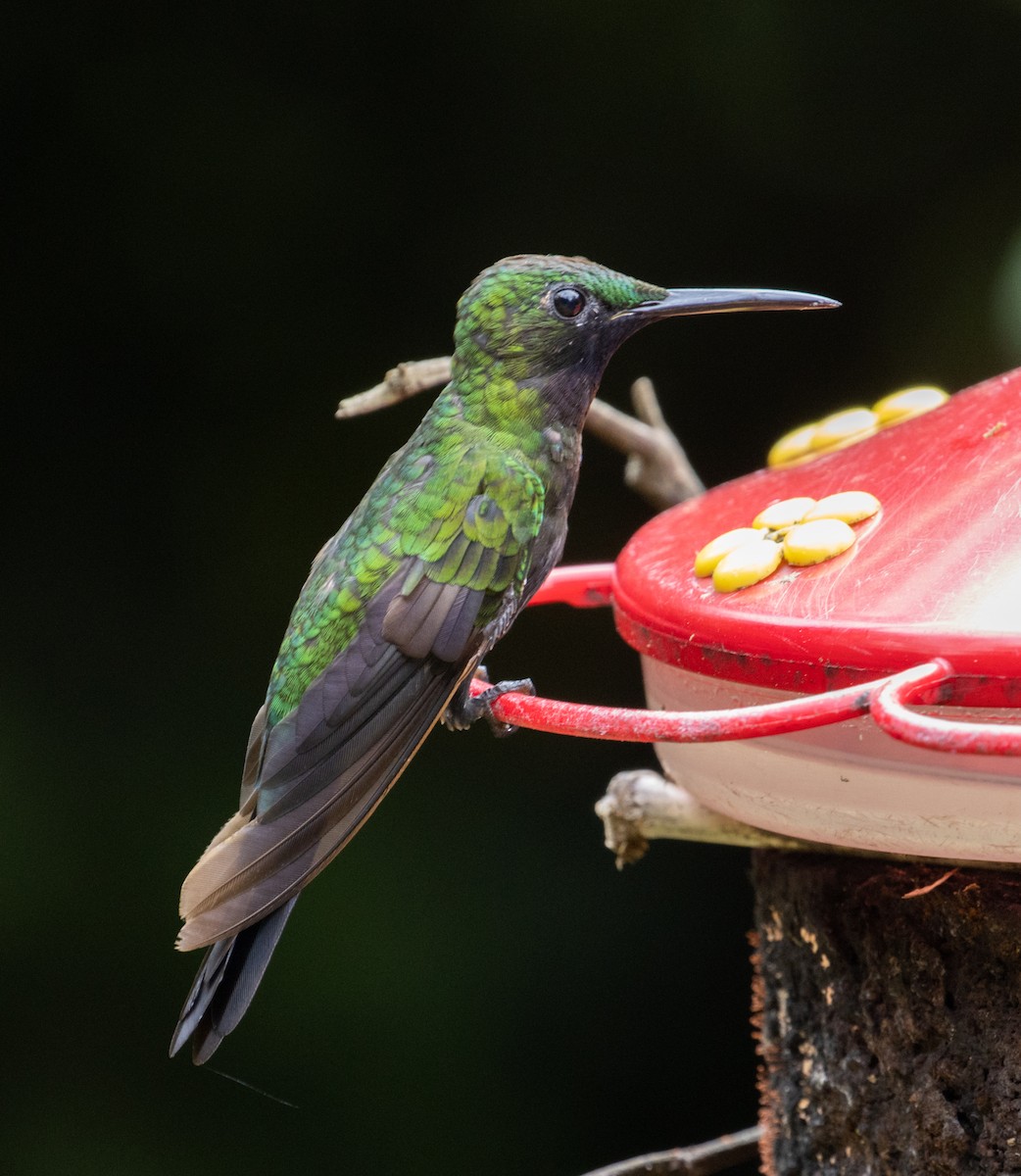 kolibřík zelenoprsý - ML215114991