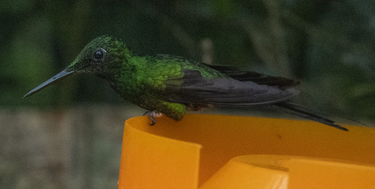 Green-crowned Brilliant - ML215115291