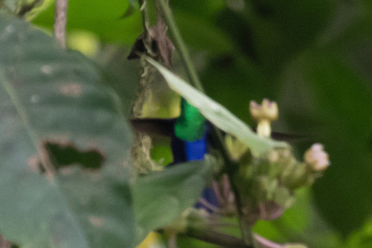 kolibřík vidloocasý - ML215115621