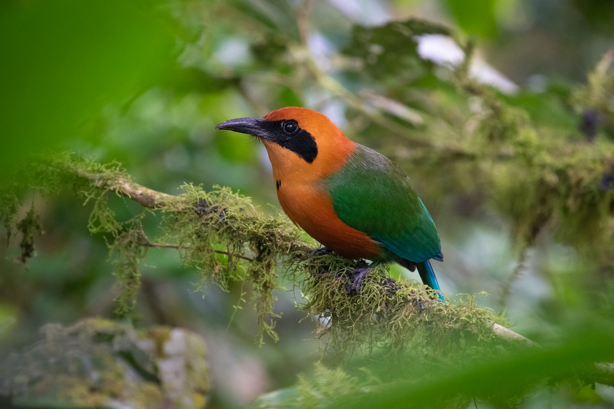 Rufous Motmot - ML215115711