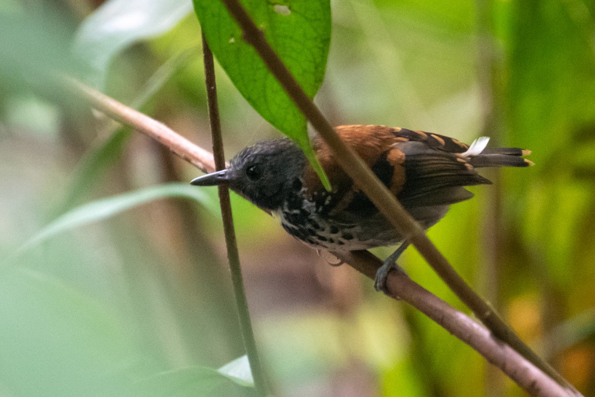 Spotted Antbird - ML215115861