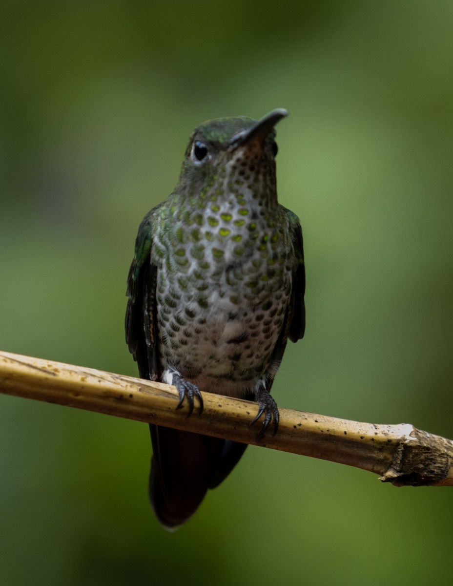 Many-spotted Hummingbird - Joe Aliperti