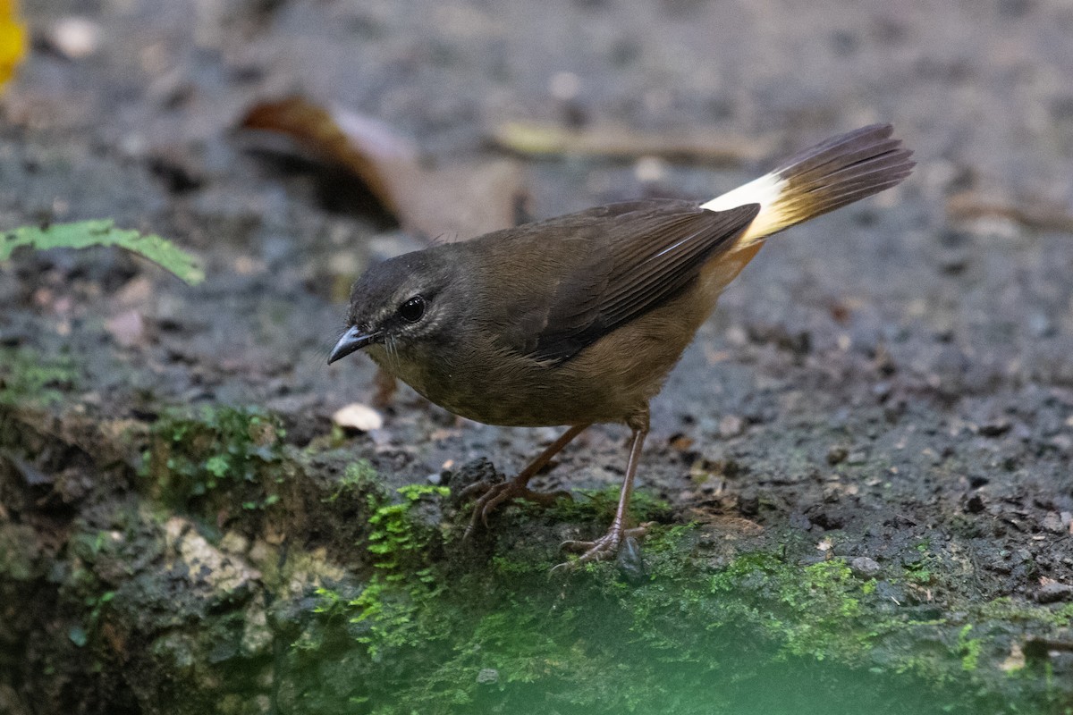 Buff-rumped Warbler - ML215116341