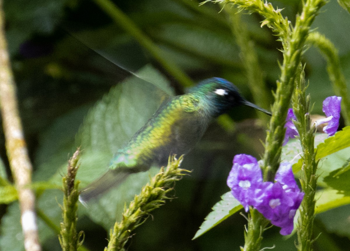 Violet-headed Hummingbird - Joe Aliperti
