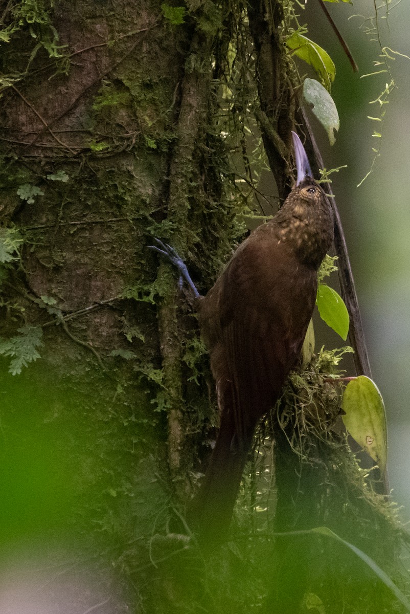 Spotted Woodcreeper - ML215116661