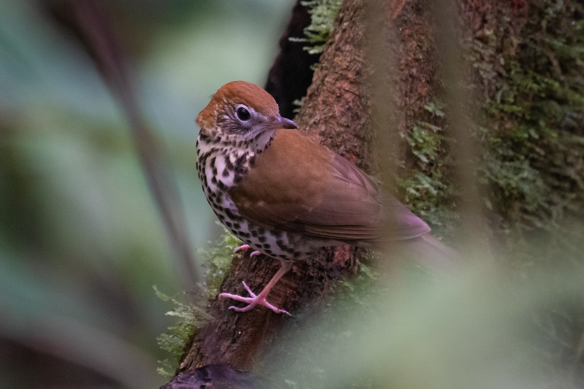 Wood Thrush - ML215117071