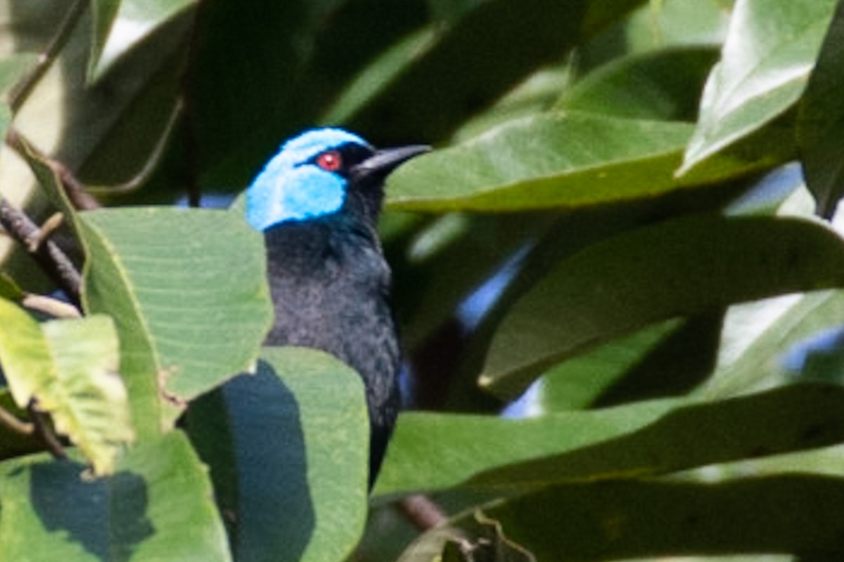 Scarlet-thighed Dacnis - matthew jensen