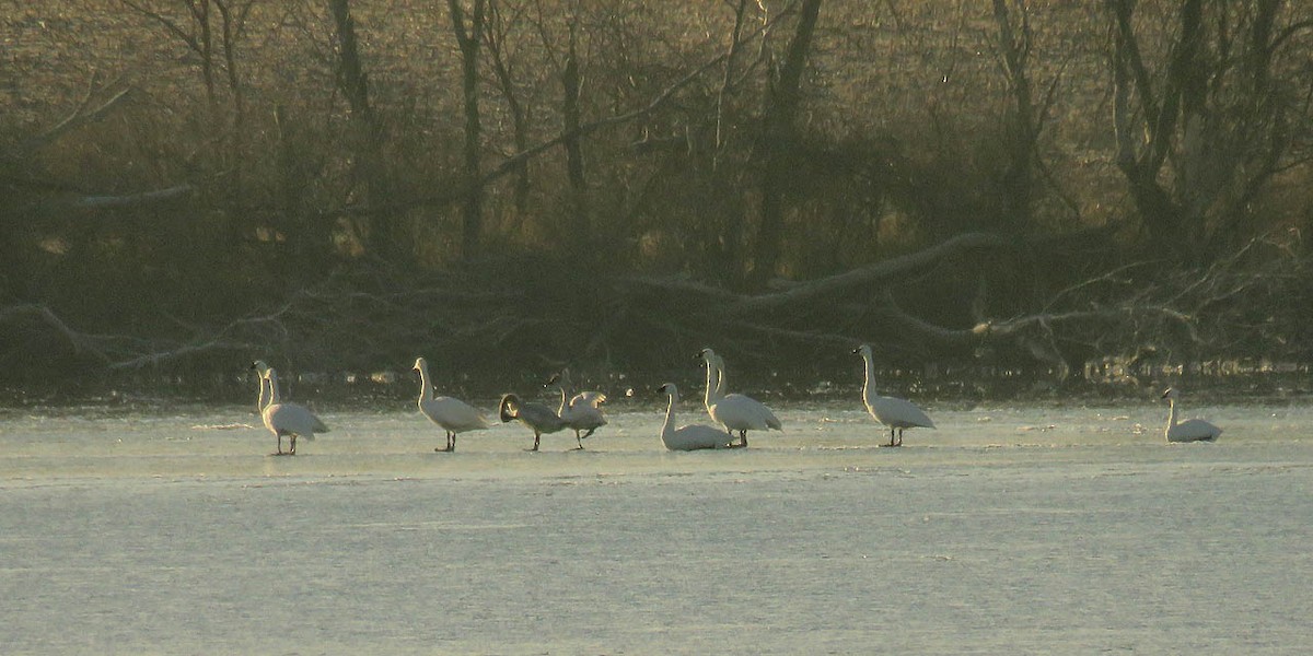 Tundra Swan - Thomas Schultz