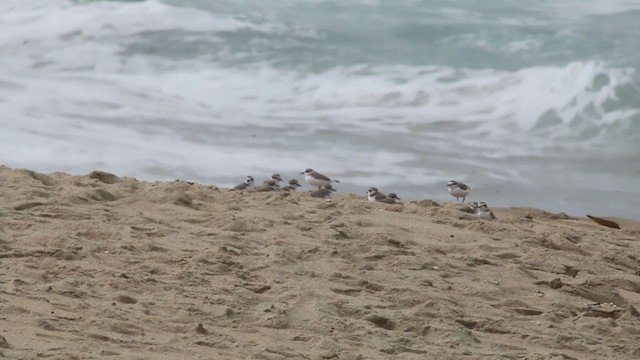 Snowy Plover - ML215119691