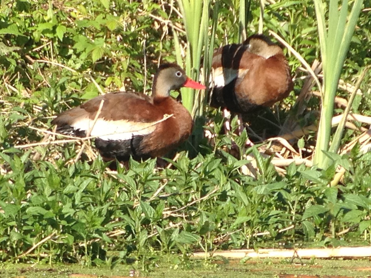 Black-bellied Whistling-Duck - ML21512011